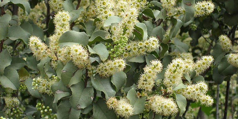 Evergreen cherry – description, flowering period and general distribution in California. Flowers and leaves