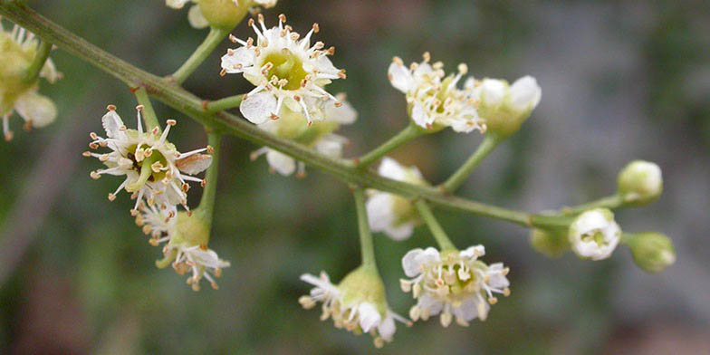 Hollyleaf cherry – description, flowering period. flowers close up