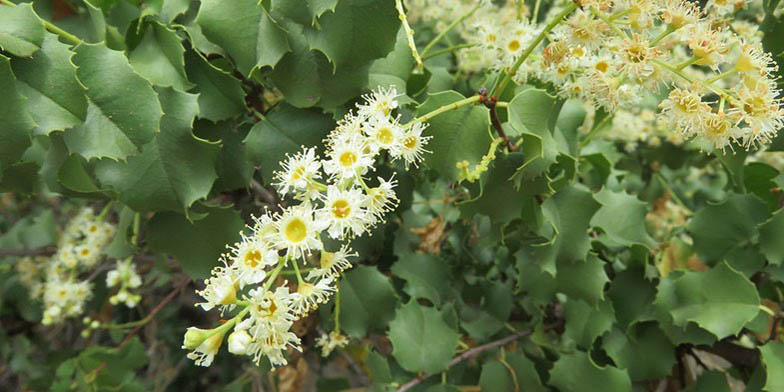 Islay – description, flowering period and general distribution in California. bunch of flowers