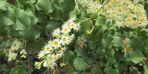 Prunus ilicifolia – see picture in the calendar, bunch of flowers.