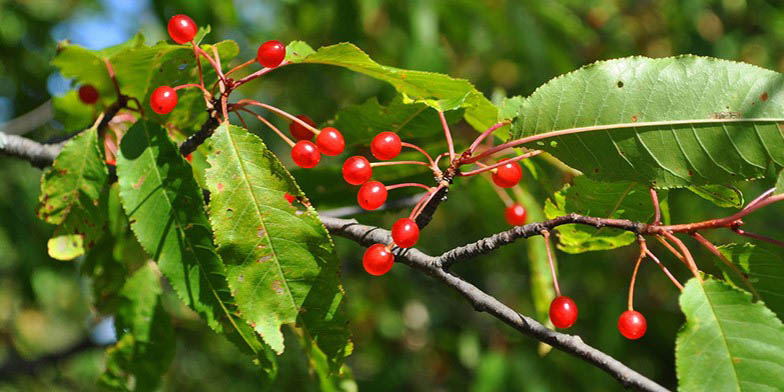 Prunus pensylvanica – description, flowering period and general distribution in Maine. ripe fruit branch