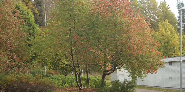Prunus pensylvanica – description, flowering period. trees with yellowing foliage, autumn