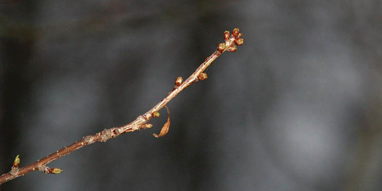 Prunus pensylvanica – description, flowering period and general distribution in Connecticut. Branch with buds blooming on it