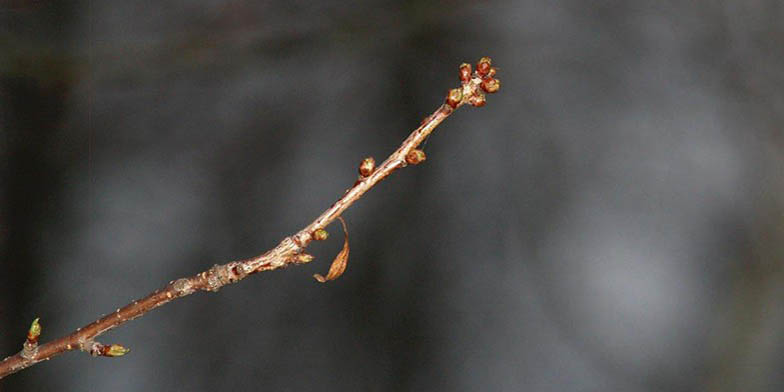 Pin cherry – description, flowering period and general distribution in Ohio. Branch with buds blooming on it