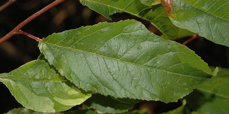 Prunus pensylvanica – description, flowering period and general distribution in South Dakota. green leaves, shape and texture