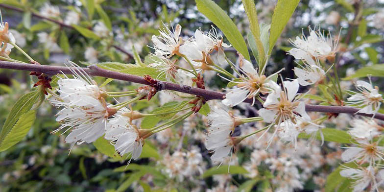 Prunus pensylvanica – description, flowering period and general distribution in North Dakota. flowers and young leaves