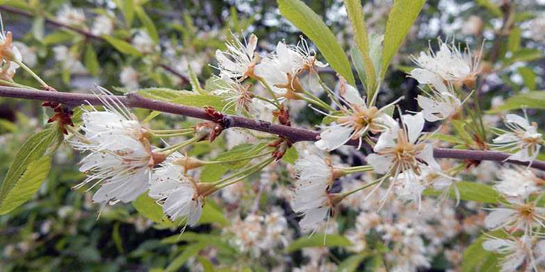 Fire cherry – description, flowering period and general distribution in Iowa. flowers and young leaves