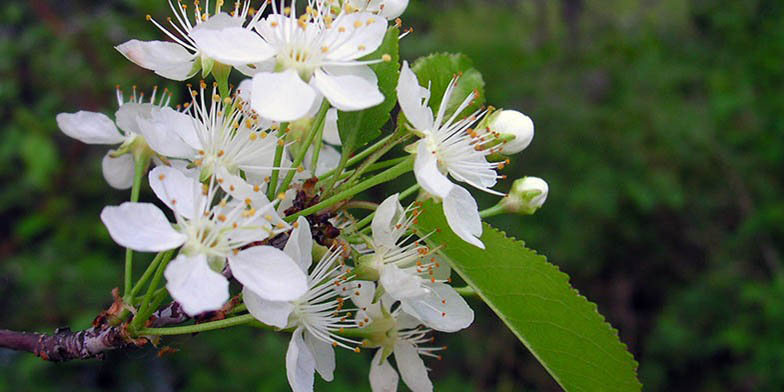 Fire cherry – description, flowering period and general distribution in South Dakota. flowering branch close-up