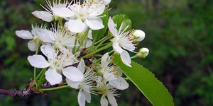 Prunus pensylvanica – description, flowering period and time in Colorado, flowering branch close-up.