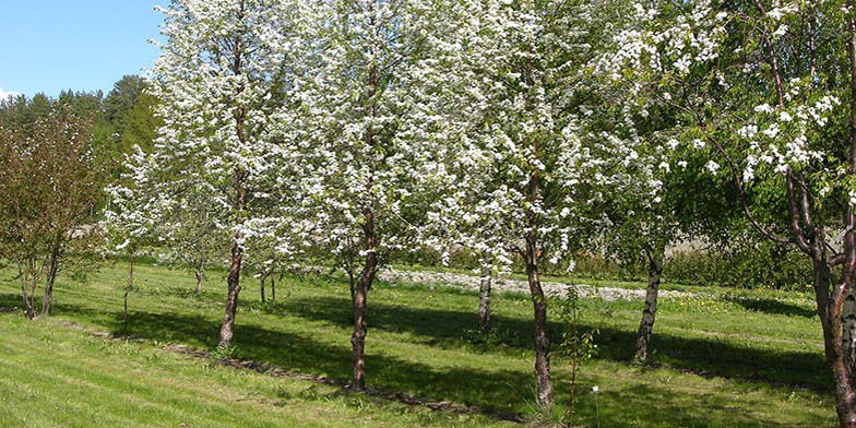 Prunus pensylvanica – description, flowering period and general distribution in Maine. flowering young trees