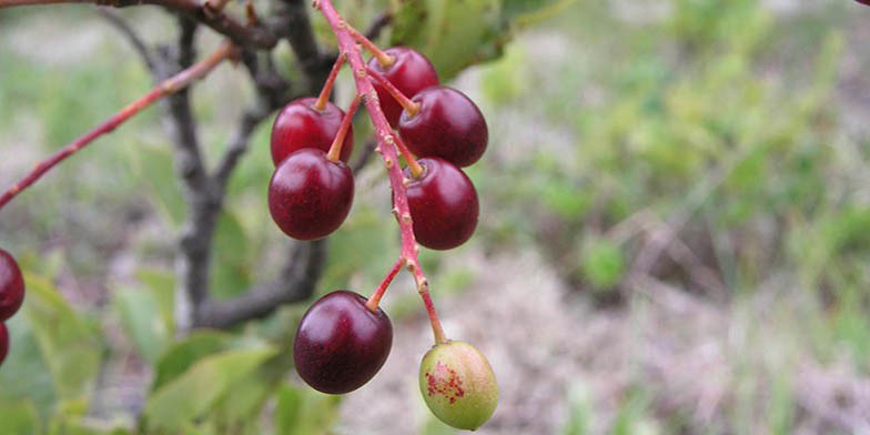 Prunus pumila – description, flowering period and general distribution in Michigan. Fruit close up