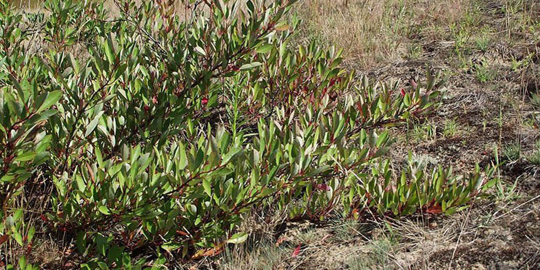 Prunus pumila – description, flowering period and general distribution in Indiana. Foliage changes its color, autumn