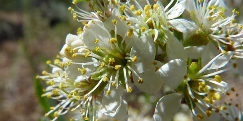 Prunus pumila – description, flowering period and general distribution in Oregon. Flowering plant