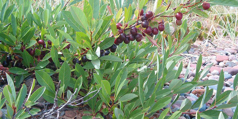 Great Lakes sandcherry – description, flowering period. The ripened fruits on the plant, the soil is strewn with pebbles.
