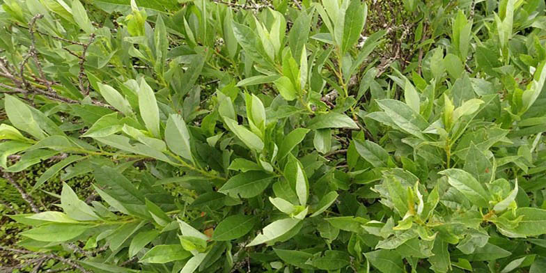Prunus pumila – description, flowering period and general distribution in Saskatchewan. Green foliage on the plant, summer