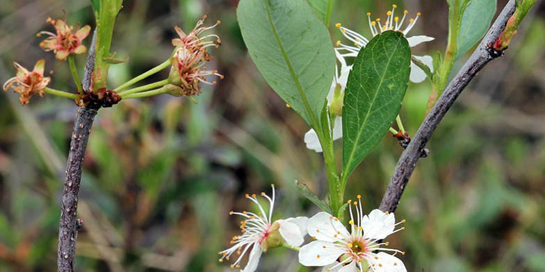 Prunus pumila – description, flowering period and general distribution in Arkansas. Young, only blossoming and already blossoming flowers on a branch with green foliage.