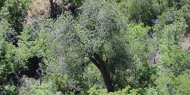 Prunus serotina – description, flowering period and general distribution in Oklahoma. lone Prunus serotina on the slope