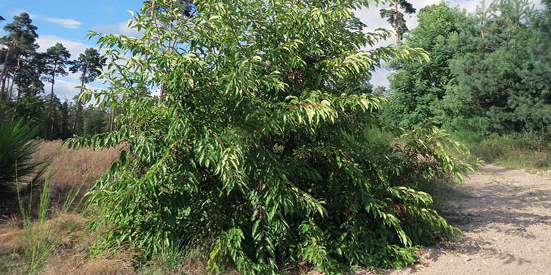 Mountain black cherry – description, flowering period and general distribution in Quebec. young tree on the edge of the forest