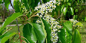 Prunus serotina – description, flowering period and time in Wisconsin, Black cherry flowering branch.