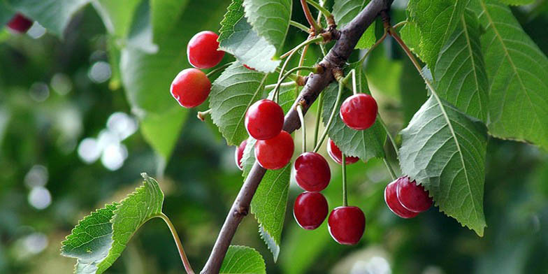 Prunus serotina – description, flowering period and general distribution in Washington. Prunus serotina branch with fruits
