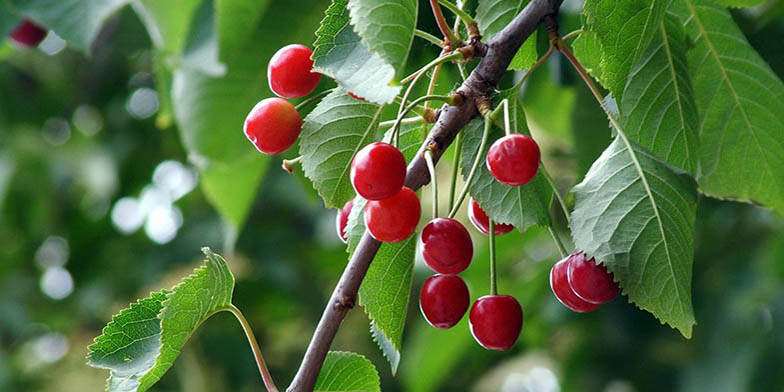 Mountain black cherry – description, flowering period and general distribution in Ontario. Prunus serotina branch with fruits