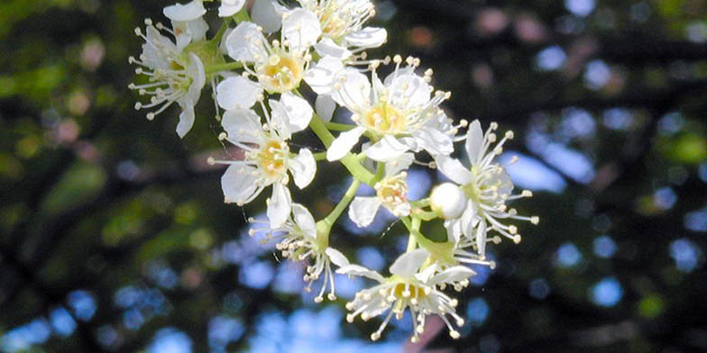 Prunus serotina – description, flowering period and general distribution in Nova Scotia. Mountain black cherry flowers close up