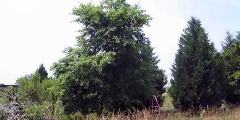 Prunus serotina – description, flowering period. Tree on the edge of the forest