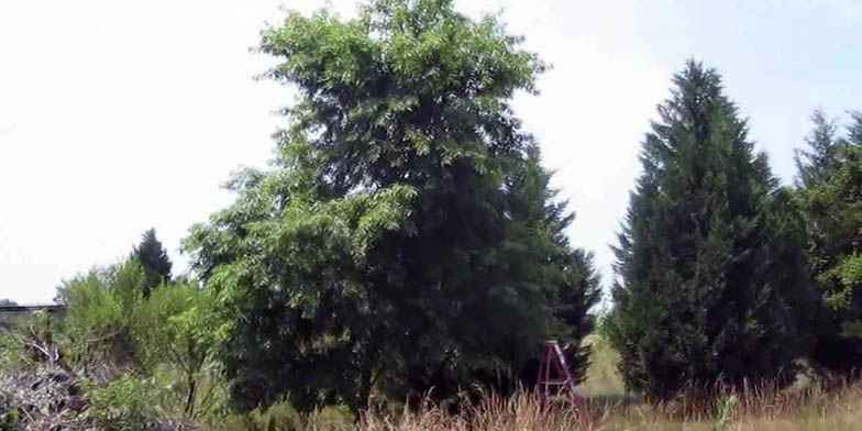 Prunus serotina – description, flowering period and general distribution in Nova Scotia. Tree on the edge of the forest