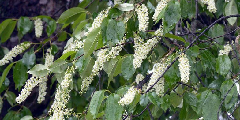 Prunus serotina – description, flowering period and general distribution in New Mexico. Wild black cherry flowering branches