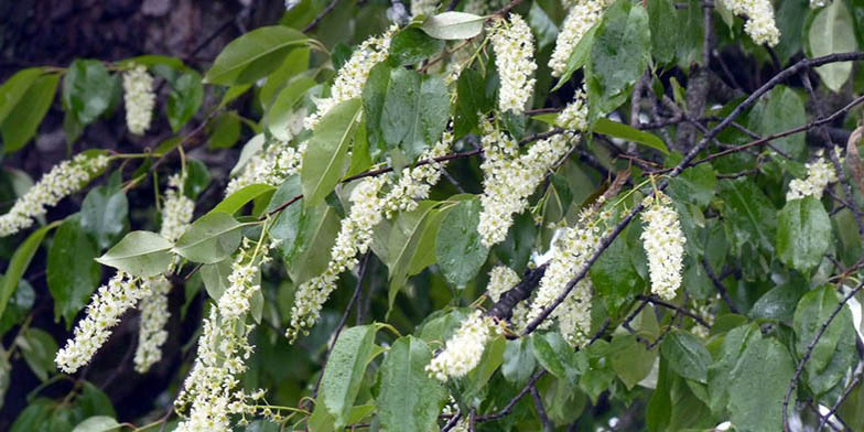 Prunus serotina – description, flowering period and general distribution in Nova Scotia. Wild black cherry flowering branches