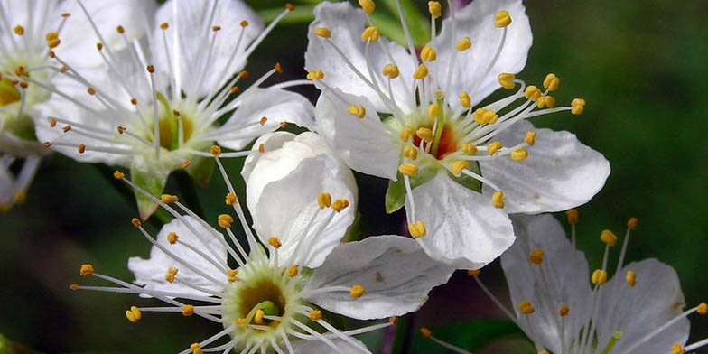 Prunus serotina – description, flowering period and general distribution in North Dakota. Beautiful Prunus serotina Flowers Close Up