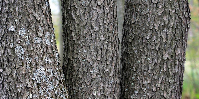 Prunus serotina – description, flowering period and general distribution in Tennessee. Black cherry (Prunus serotina) trunks with characteristic bark