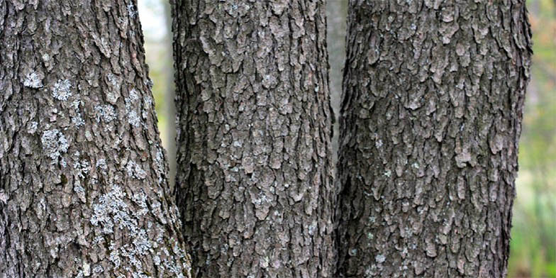 Rum cherry – description, flowering period and general distribution in Virginia. Black cherry (Prunus serotina) trunks with characteristic bark