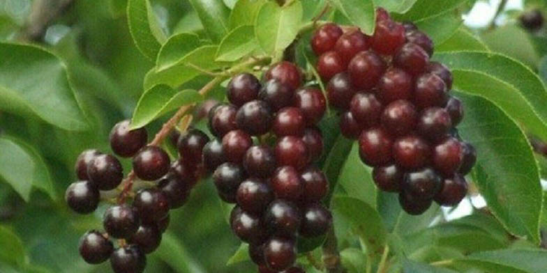 Prunus virginiana – description, flowering period and general distribution in New Mexico. berries of virgin cherry
