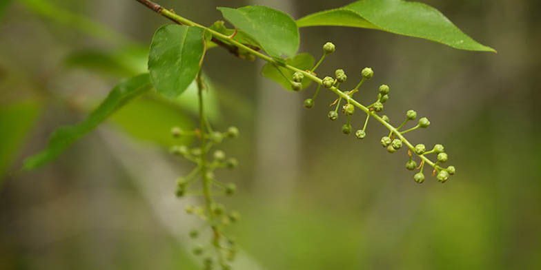 Prunus virginiana – description, flowering period and general distribution in Virginia. unblown buds of cherry flowers