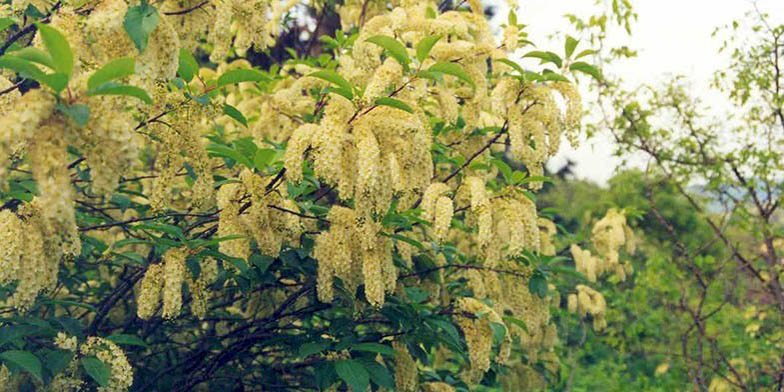 Prunus virginiana – description, flowering period and general distribution in California. branches in bloom