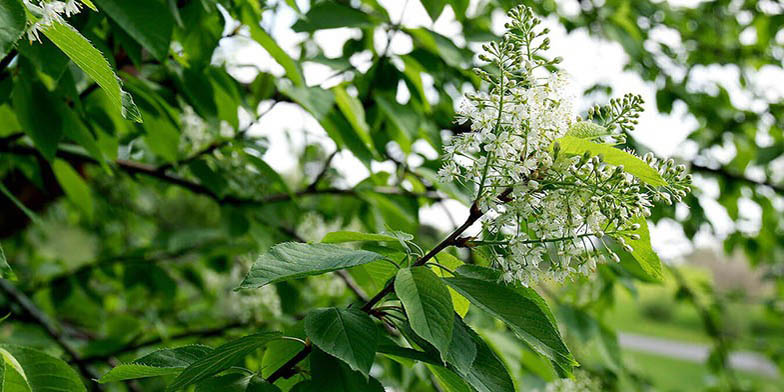 Prunus virginiana – description, flowering period and general distribution in Washington. cherry flowers began to blossom