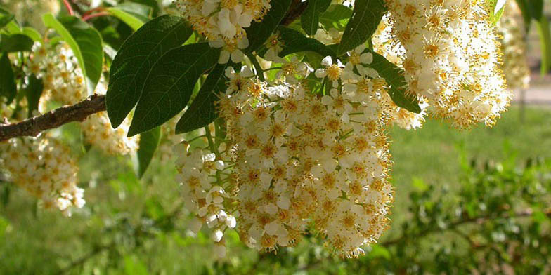 Prunus virginiana – description, flowering period and general distribution in Kansas. flowering time is coming to an end