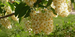 Prunus virginiana – description, flowering period and time in Wisconsin, flowering time is coming to an end.