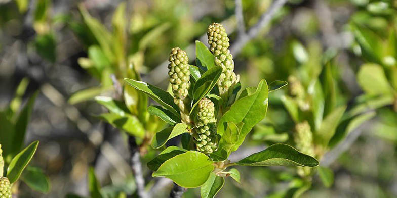 Black chokecherry – description, flowering period and general distribution in Saskatchewan. young branches about to flower