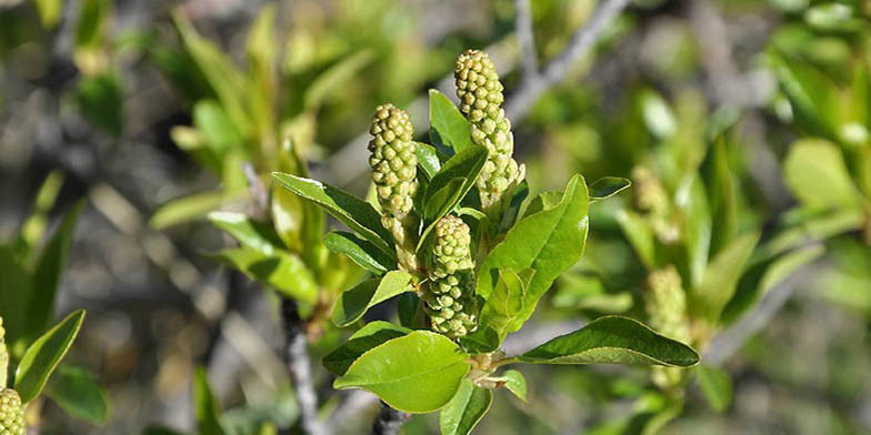 Prunus virginiana – description, flowering period and general distribution in Washington. young branches about to flower