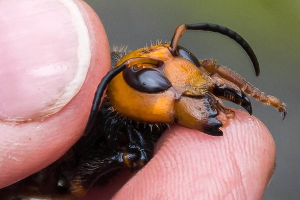 Public asked to protect honey bees by reporting sightings of the invasive Asian giant hornet
