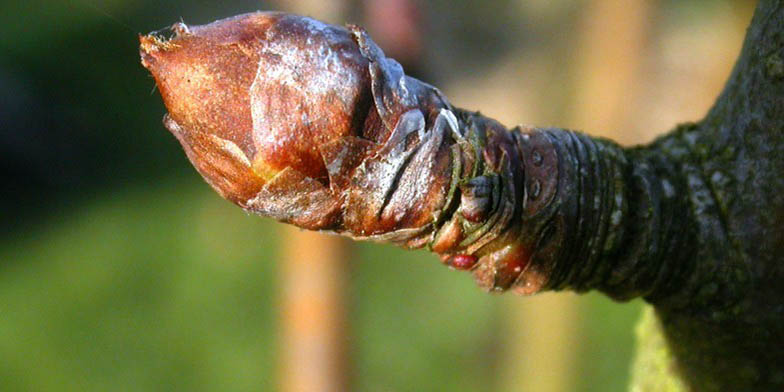 Pyrus communis – description, flowering period and general distribution in Washington. Pear bud