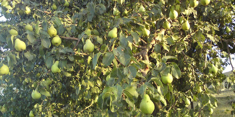 European pear – description, flowering period and general distribution in Georgia. Pear with fruits in the garden