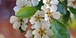 Pyrus communis – description, flowering period and time in Wisconsin, Pear blossoms in white, inflorescence closeup.