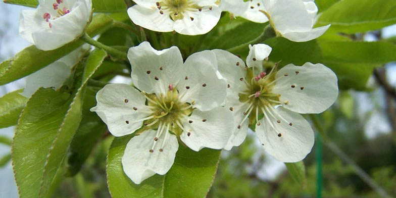 Common pear – description, flowering period and general distribution in South Carolina. Blooming pear flowers in spring