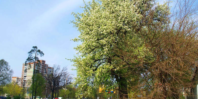 European pear – description, flowering period and general distribution in Iowa. Pear blossoms in the city