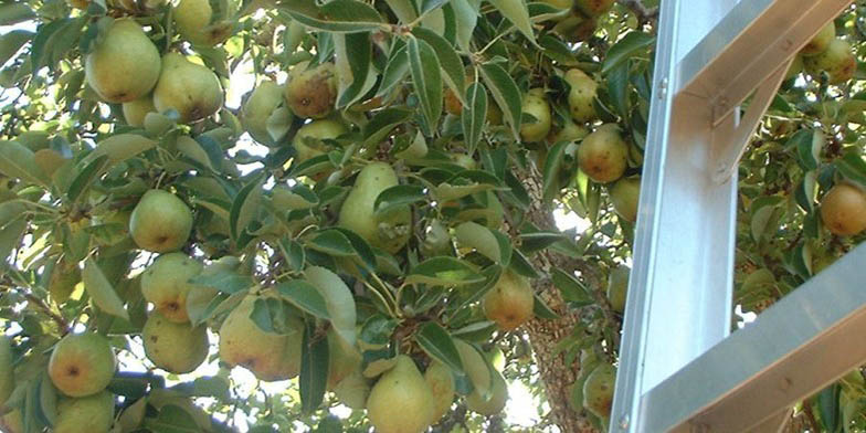 Common pear – description, flowering period and general distribution in Florida. Pear with large fruits, near the staircase