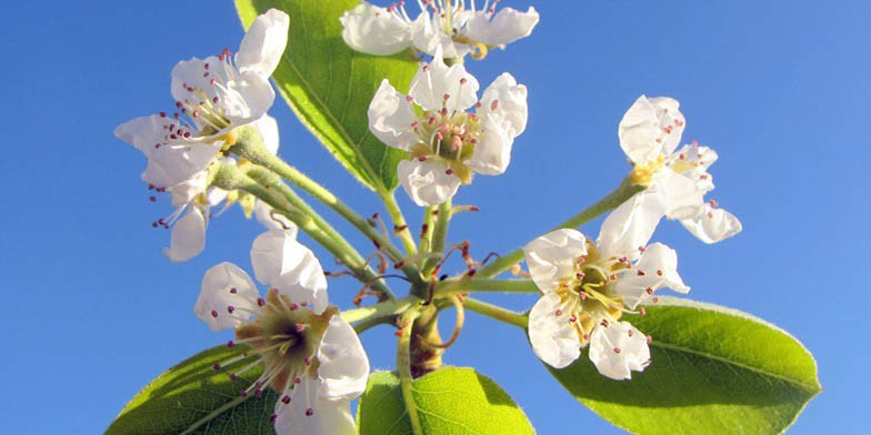 Pyrus communis – description, flowering period and general distribution in Iowa. Pear color