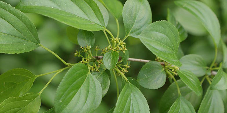 Common buckthorn – description, flowering period and general distribution in Saskatchewan. foliage at the beginning of the flowering period